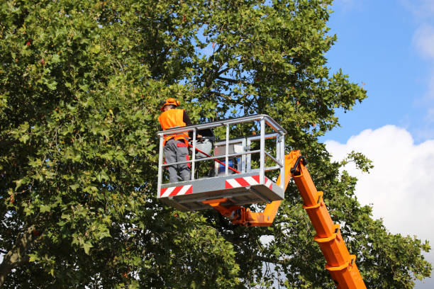  Roosevelt Gardens, FL Tree Removal and Landscaping Services Pros